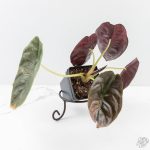 Alocasia 'Cuprea' Pink Mint Variegated (wk27-N) *Corming Size* - Image 2