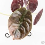 Alocasia 'Cuprea' Pink Mint Variegated (wk27-N) *Corming Size* - Image 4