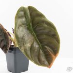 Alocasia 'Cuprea' Pink Mint Variegated (wk27-N) *Corming Size* - Image 7