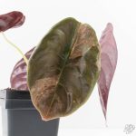 Alocasia 'Cuprea' Pink Mint Variegated (wk27-N) *Corming Size* - Image 6