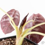 Alocasia 'Cuprea' Pink Mint Variegated (wk27-N) *Corming Size* - Image 8