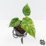 Alocasia Dragon Scale Aurea *Grower's Choice* - Image 2