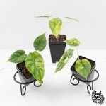 Alocasia Dragon Scale Aurea *Grower's Choice*