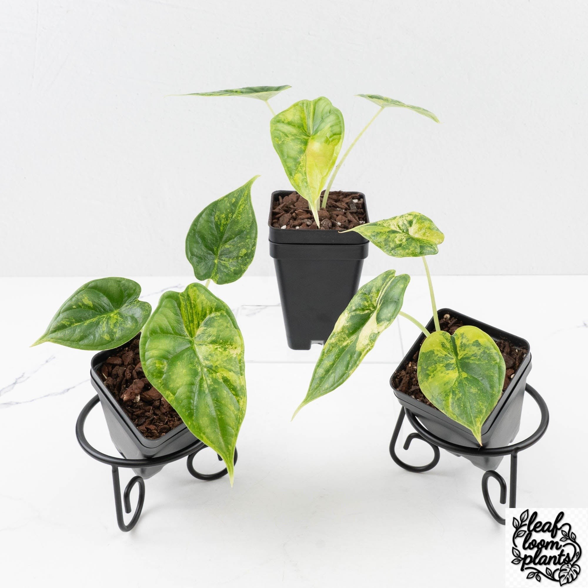 AlocasiaDragonScaleAureagrower_schoice-4-2.jpg Clean Alocasia Dragon Scale Aurea *Grower's Choice* - Image 1