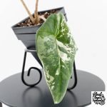 Alocasia heterophylla 'Metallic Blue' Albo variegated (wk30-UL) - Image 4
