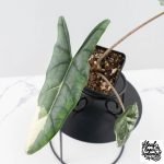 Alocasia heterophylla 'Metallic Blue' Albo variegated (wk30-UL) - Image 3