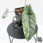 Alocasia heterophylla 'Metallic Blue' Albo variegated (wk30-UL) - Image 5