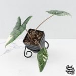 Alocasia heterophylla 'Metallic Blue' Albo variegated (wk30-UL)