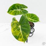 Alocasia 'London Eye' Aurea variegated (wk27-UH)