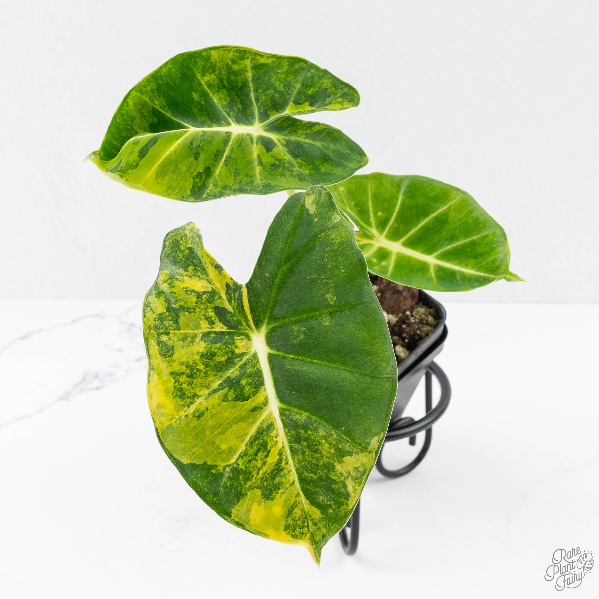AlocasiaLondonEyeaurea-27UH-3-2.jpg Alocasia 'London Eye' Aurea variegated (wk27-UH) - Image 1