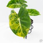Alocasia 'London Eye' Aurea variegated (wk27-UH) - Image 3