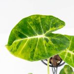 Alocasia 'London Eye' Aurea variegated (wk27-UH) - Image 4