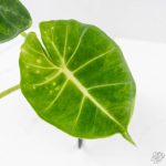 Alocasia 'London Eye' Aurea variegated (wk27-UH) - Image 5