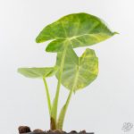 Alocasia 'London Eye' Aurea variegated (wk27-UH) - Image 6