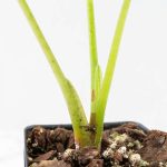 Alocasia 'London Eye' Aurea variegated (wk27-UH) - Image 7