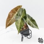 Alocasia Longiloba 'Black Satun' Stardust Variegated (wk27-B) - Image 2