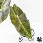 Alocasia Longiloba 'Black Satun' Stardust Variegated (wk27-B) - Image 4