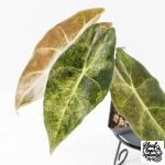 Alocasia Longiloba 'Black Satun' Stardust Variegated (wk27-B)