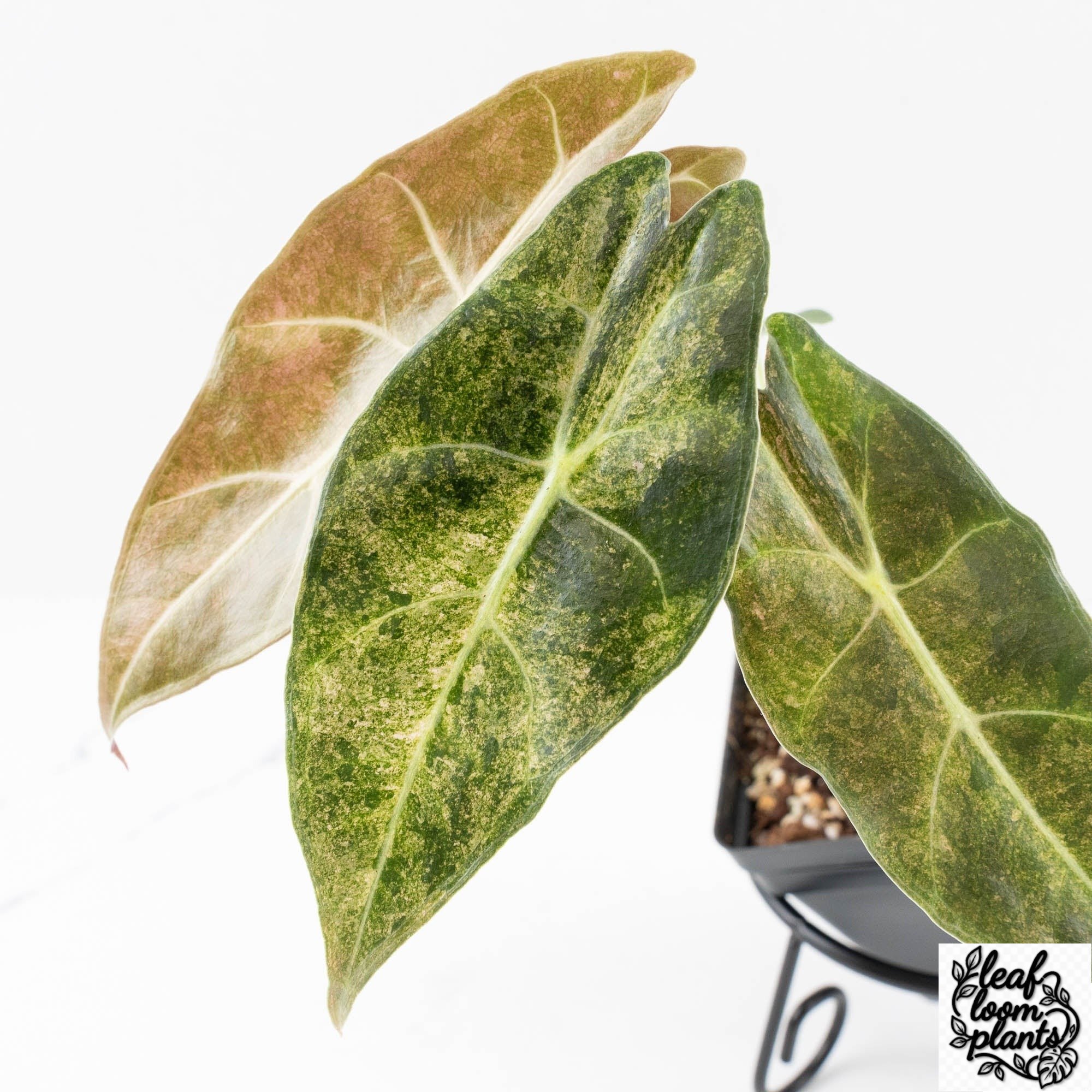 AlocasiaLongilobaBlackSatunStardust-27B-5-2.jpg Clean Alocasia Longiloba 'Black Satun' Stardust Variegated (wk27-B) - Image 1
