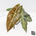 Alocasia Longiloba 'Black Satun' Stardust Variegated (wk27-B) - Image 5