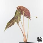 Alocasia Longiloba 'Black Satun' Stardust Variegated (wk27-B) - Image 6