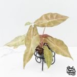 Alocasia Longiloba 'Black Satun' Stardust Variegated (wk30-D)