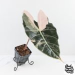 Alocasia Longiloba 'Black Satun' Albo/Pink Variegated (wk28-UM) Corming Size