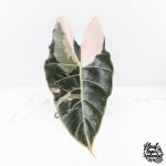 Alocasia Longiloba 'Black Satun' Albo/Pink Variegated (wk28-UM) Corming Size - Image 3