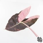Alocasia Longiloba 'Black Satun' Albo/Pink Variegated (wk28-UM) Corming Size - Image 4