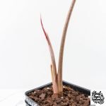 Alocasia Longiloba 'Black Satun' Albo/Pink Variegated (wk28-UM) Corming Size - Image 5