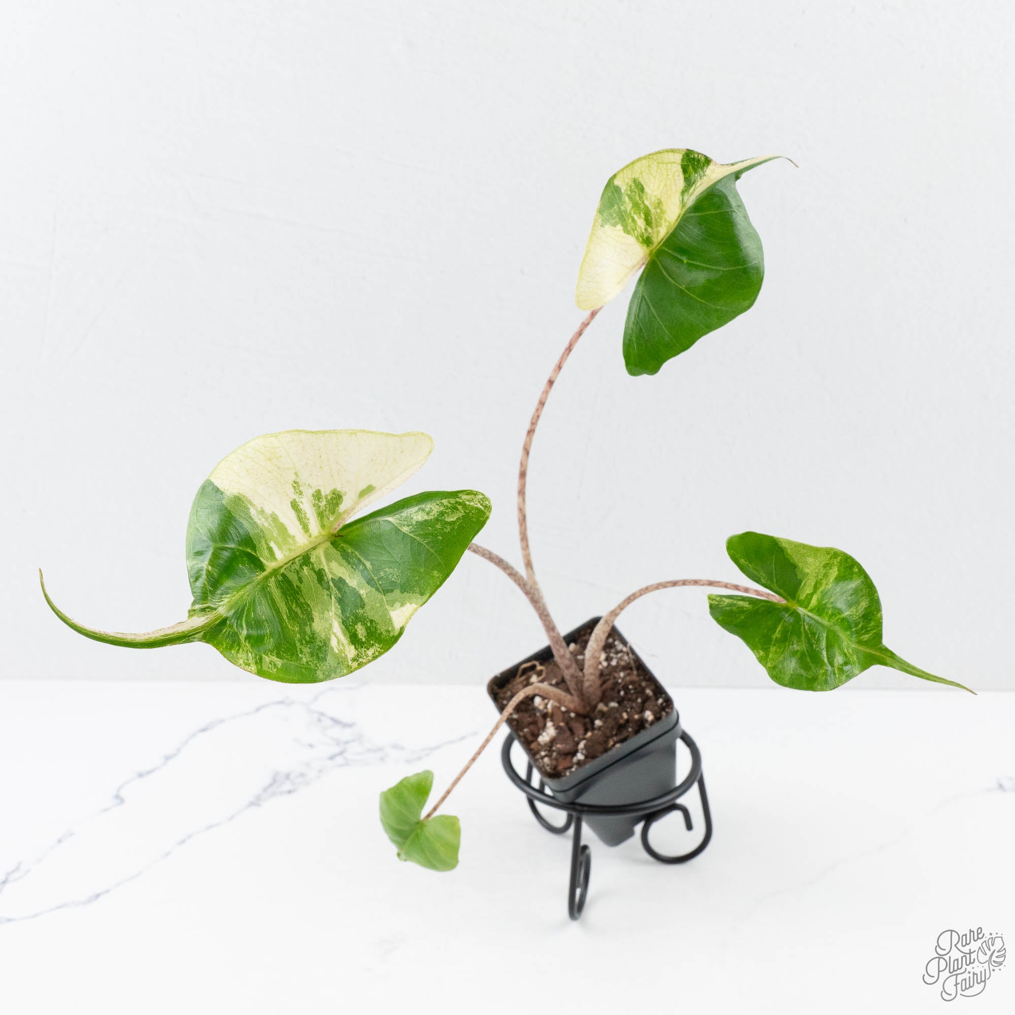 AlocasiaMacrorrhizaStingrayalbo-26C-3-2.jpg Alocasia Macrorrhiza 'Stingray' Albo Variegated (wk26-C) - Image 1