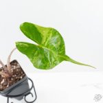 Alocasia Macrorrhiza 'Stingray' Albo Variegated (wk26-C) - Image 5
