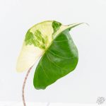 Alocasia Macrorrhiza 'Stingray' Albo Variegated (wk26-C) - Image 4