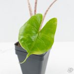 Alocasia Macrorrhiza 'Stingray' Albo Variegated (wk26-C) - Image 6