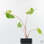 Alocasia Macrorrhiza 'Stingray' Albo Variegated (wk26-C) - Image 7