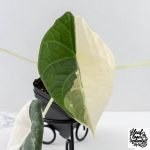 Alocasia Maharani Albo Variegated (wk28-J) - Image 4