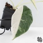 Alocasia Maharani Albo Variegated (wk28-J) - Image 5