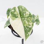 Alocasia 'Melo' Albo Variegated (wk25-G) - Image 3