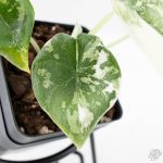 Alocasia 'Melo' Albo Variegated (wk25-G) - Image 4
