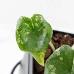 Alocasia 'Melo' Albo Variegated (wk25-G) - Image 5