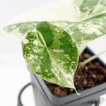 Alocasia 'Melo' Albo Variegated (wk25-G) - Image 6