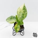 Alocasia 'Nairobi Nights' Variegated (wk27-C)