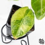 Alocasia 'Nairobi Nights' Variegated (wk27-C) - Image 6