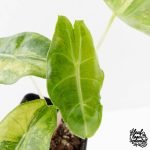 Alocasia 'Nairobi Nights' Variegated (wk27-C) - Image 5