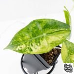 Alocasia 'Nairobi Nights' Variegated (wk27-C) - Image 4
