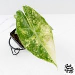 Alocasia 'Nairobi Nights' Variegated (wk27-C) - Image 3