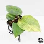 Alocasia 'Nebula' Aurea Variegated (wk27-UI) - Image 2
