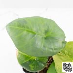 Alocasia 'Nebula' Aurea Variegated (wk27-UI) - Image 5