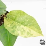 Alocasia 'Nebula' Aurea Variegated (wk27-UI)