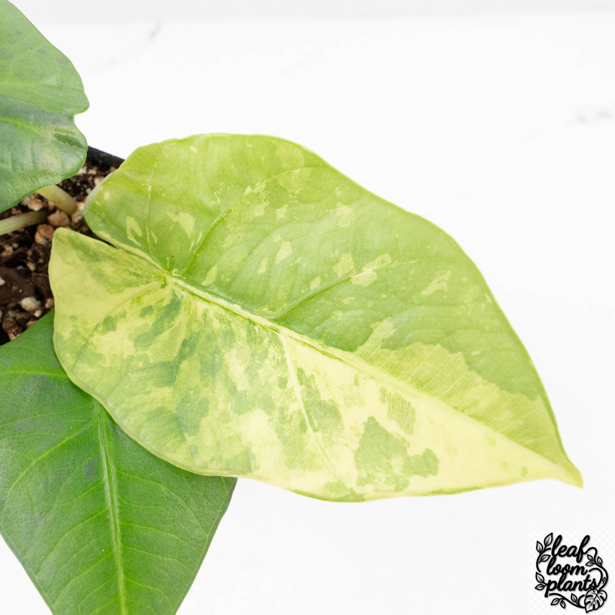 AlocasiaNebulaaurea-27UI-5-2.jpg Clean Alocasia 'Nebula' Aurea Variegated (wk27-UI) - Image 1